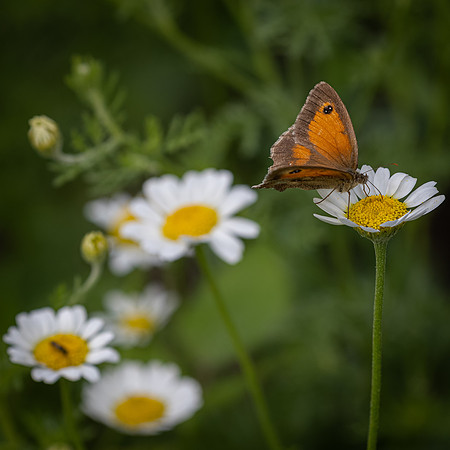 Golf Course Wildflowers-30