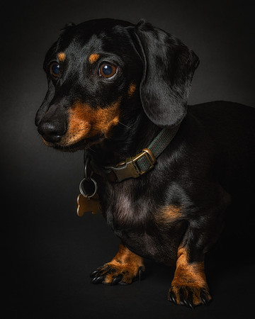 Dachshund-53