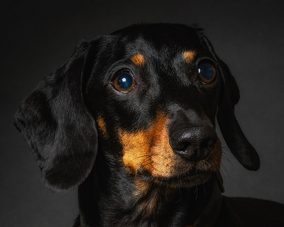 Dachshund-54