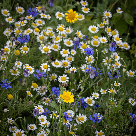 Golf Course Wildflowers-29