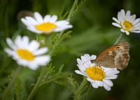 Wildflowers-1