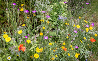 Cookham Wildflowers-10