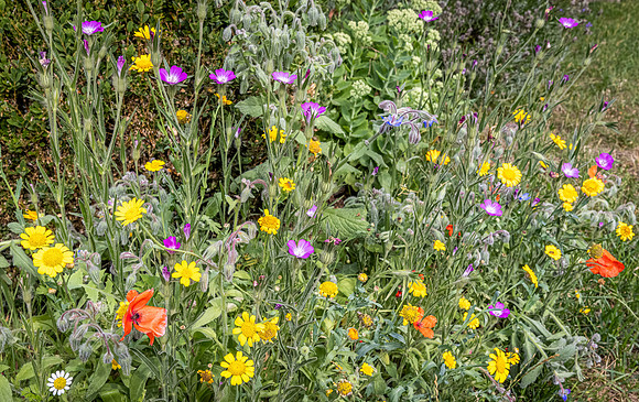 Cookham Wildflowers-10
