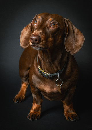 Dachshund-67