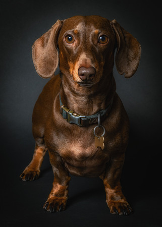 Dachshund-63