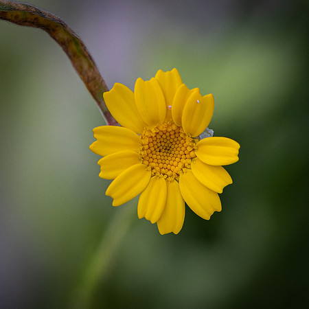 Wildflowers-35