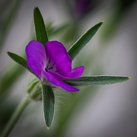 Wildflowers-36