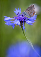 Wildflower Selection-15
