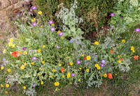 Cookham Wildflowers-6