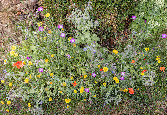 Cookham Wildflowers-6