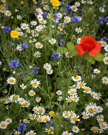 Golf Course Wildflowers-28