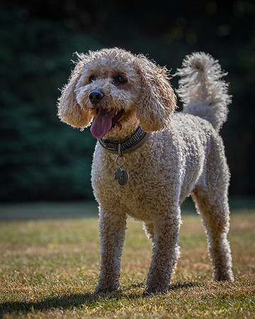 Dogs August 2024-33
