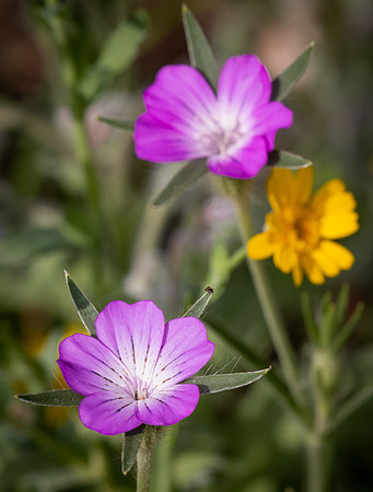 Cookham Wildflowers-50