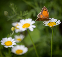 Wildflowers-4