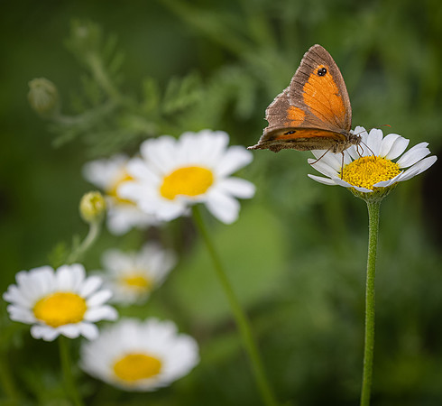 Wildflowers-4
