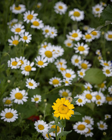 Golf Course Wildflowers-26
