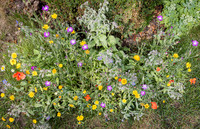 Cookham Wildflowers-1