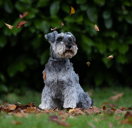 Tina's Dogs October-14