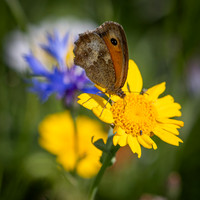 Golf Course Wildflowers-17