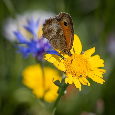 Golf Course Wildflowers-17