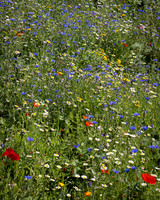 Golf Course Wildflowers-12