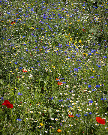 Golf Course Wildflowers-12
