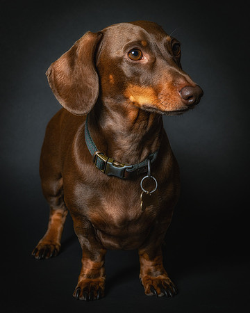 Dachshund-81