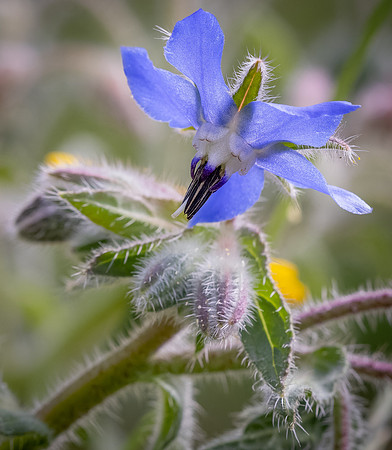 Cookham Wildflowers-53