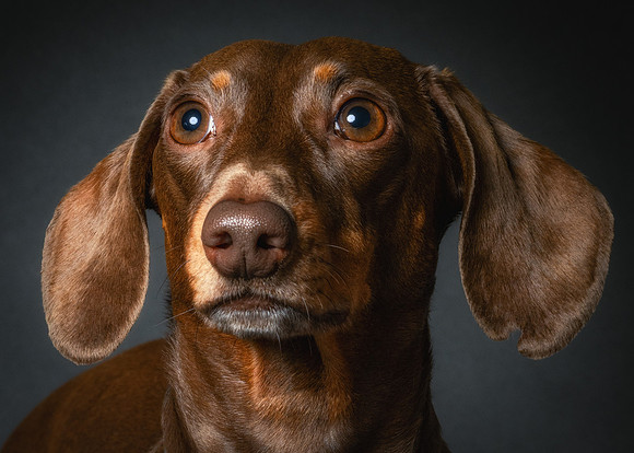 Dachshund-78