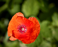 Golf Course Wildflowers-15
