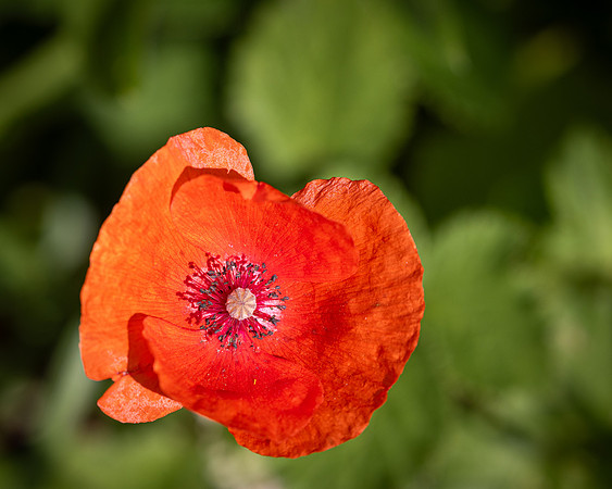 Golf Course Wildflowers-15