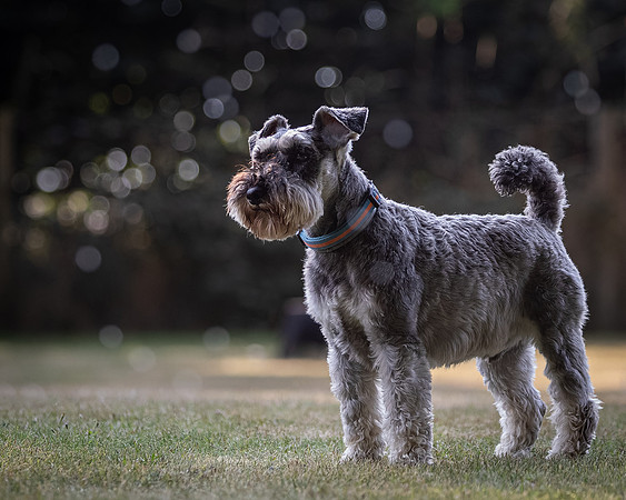 Dogs August 2024-10