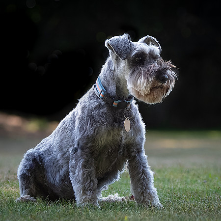 Dogs August 2024-4