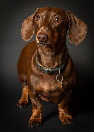 Dachshund-28