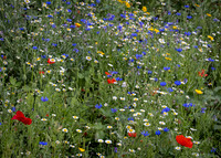 Wildflower Selection-3