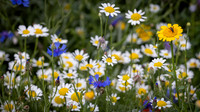 Wildflower Selection-5