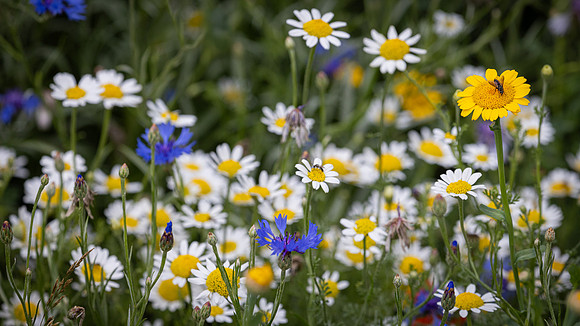Wildflower Selection-5