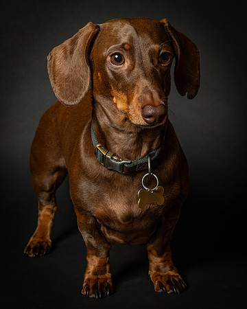 Dachshund-38