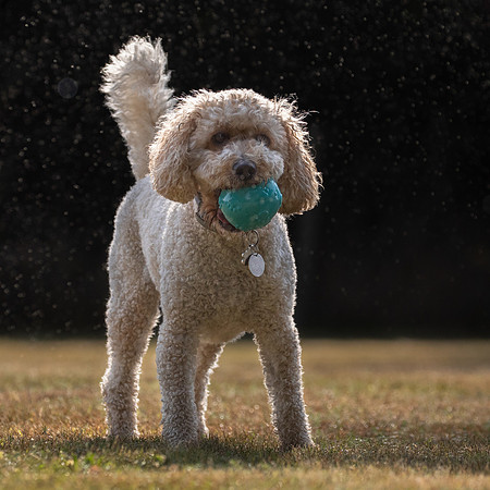 Dogs August 2024-21