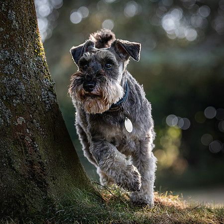 Dogs August 2024-46