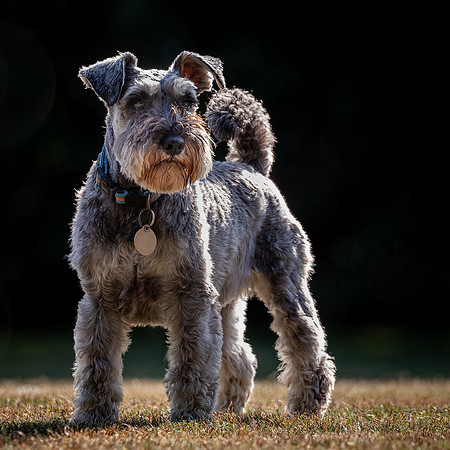 Dogs August 2024-6