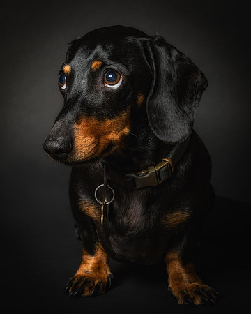 Dachshund-49
