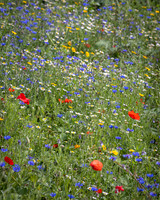 Golf Course Wildflowers-2