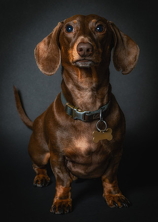 Dachshund-75