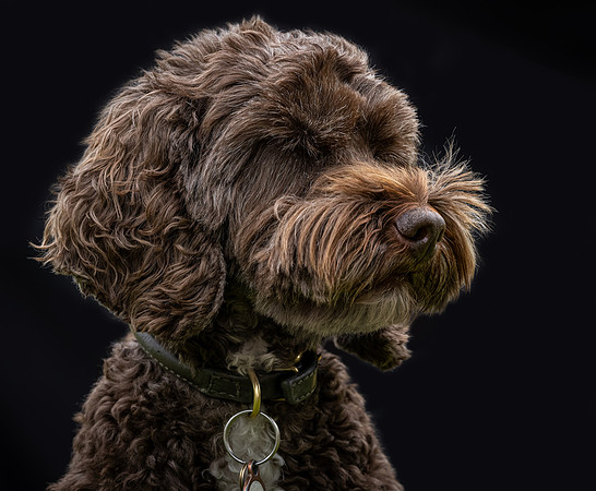 Tina's Dogs 2024-9