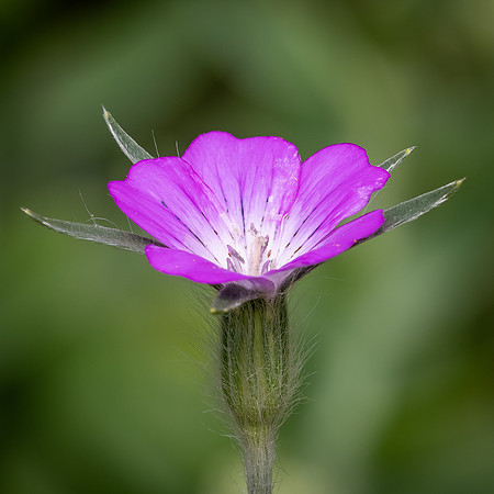 Cookham Wildflowers-42