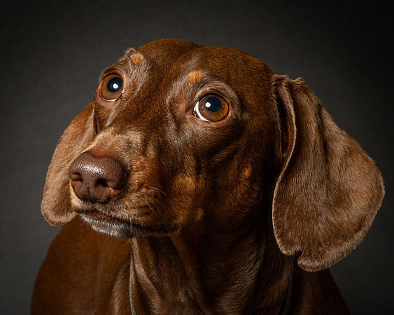Dachshund-24