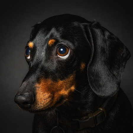 Dachshund-50