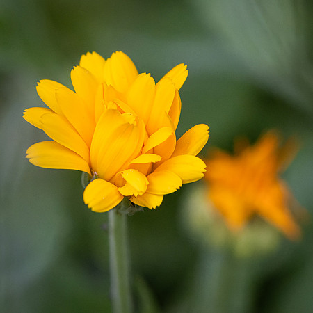 Wildflowers-37