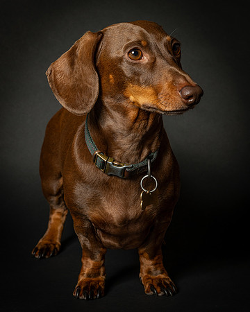 Dachshund-36